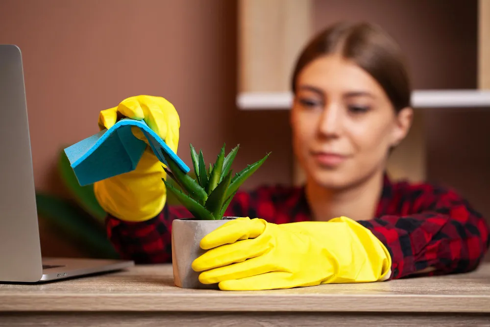 Spring Cleaning