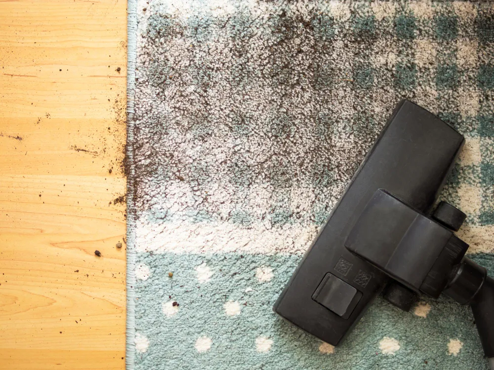 Flea-Infested Carpet