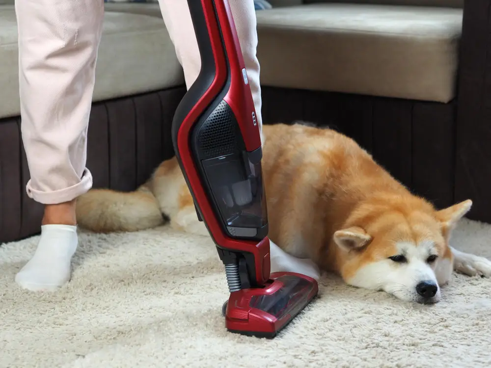 Pet Odor Treatment
